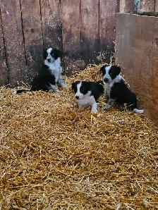 Border collie - Photo 2