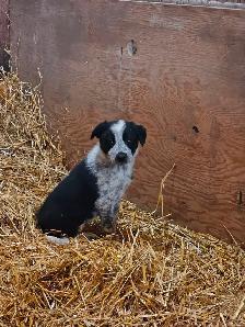 Border collie - Photo 3