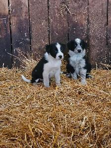 Border collie - Photo 4