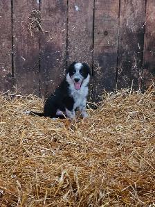 Border collie - Photo 5