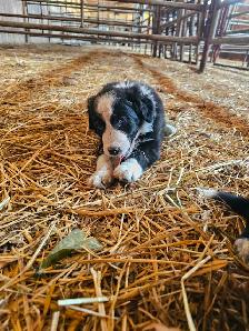 Border collie - Photo 6