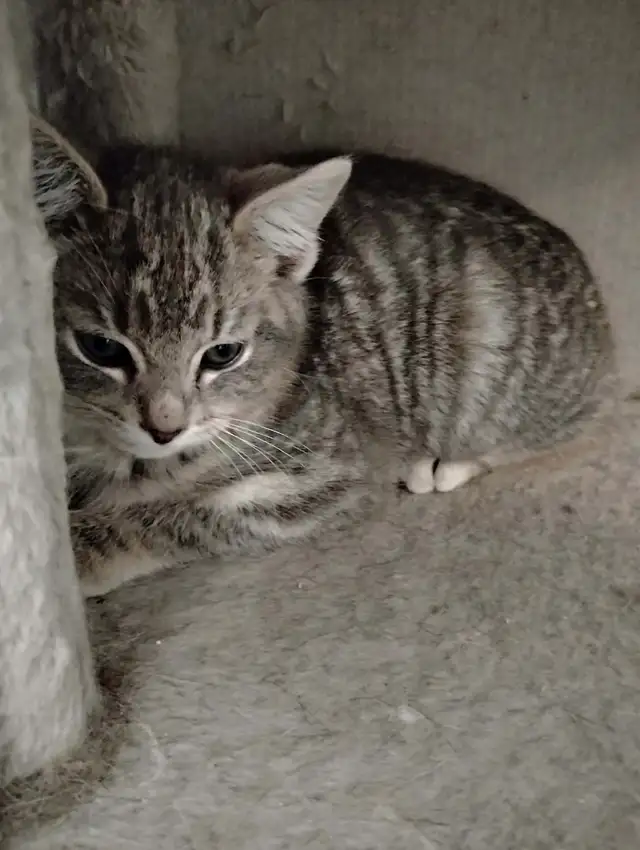 Kittens for Rehoming ASAP
