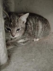 Kittens for Rehoming ASAP