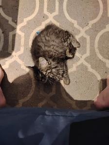 Kittens for Rehoming ASAP - Photo 2
