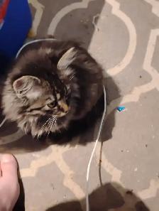 Kittens for Rehoming ASAP - Photo 3
