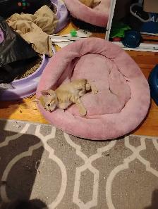 Kittens for Rehoming ASAP - Photo 4