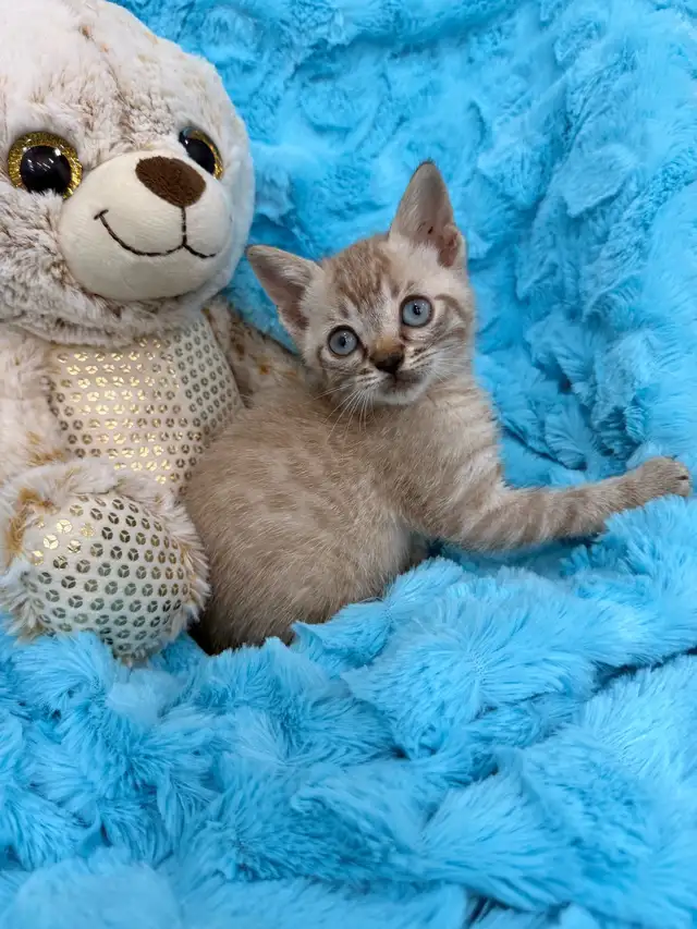 ❤️❤️Snow Bengal Kitten ❤️❤️(647) 362-8118