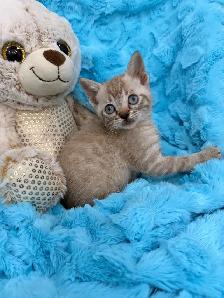 ❤️❤️Snow Bengal Kitten ❤️❤️(647) 362-8118