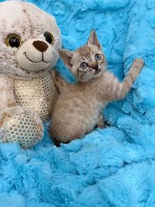 ❤️❤️Snow Bengal Kitten ❤️❤️(647) 362-8118 - Photo 2