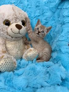 ❤️❤️Snow Bengal Kitten ❤️❤️(647) 362-8118 - Photo 3