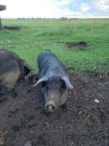very pregnant proven English large black 2 year old