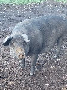 very pregnant proven English large black 2 year old - Photo 2