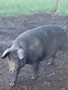 very pregnant proven English large black 2 year old - Photo 3