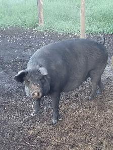 very pregnant proven English large black 2 year old - Photo 4