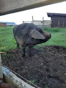 very pregnant proven English large black 2 year old - Photo 5