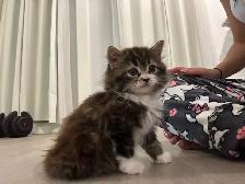 ♡ Siberian Kitten  ♡ health card   sample food ❤️ - Photo 4