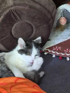 2 year old female cat available - Photo 3