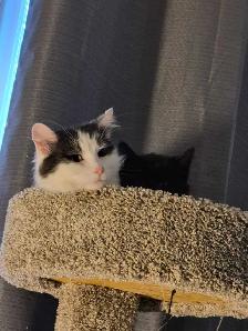 2 year old female cat available - Photo 4