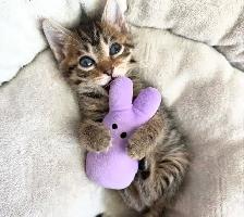 Adorable Russian Blue x Tabby Kittens!