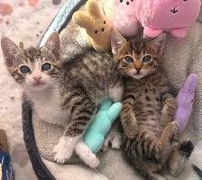 Adorable Russian Blue x Tabby Kittens! - Photo 2