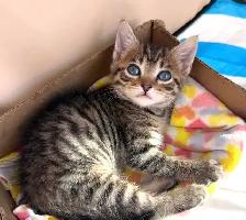 Adorable Russian Blue x Tabby Kittens! - Photo 3