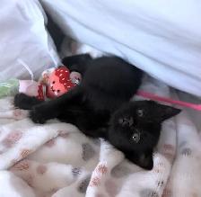 Adorable Russian Blue x Tabby Kittens! - Photo 4