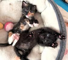 Adorable Russian Blue x Tabby Kittens! - Photo 5