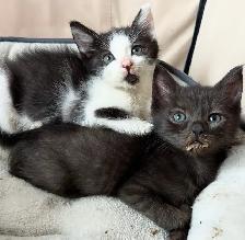 Adorable Russian Blue x Tabby Kittens! - Photo 6