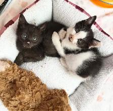 Adorable Russian Blue x Tabby Kittens! - Photo 7