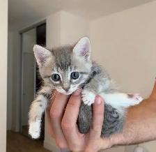 Adorable Russian Blue x Tabby Kittens! - Photo 8