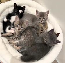 Adorable Russian Blue x Tabby Kittens! - Photo 9