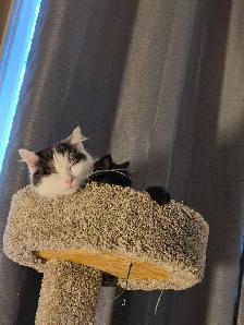 2 year old female cat available for rehoming