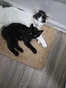 2 year old female cat available for rehoming - Photo 2