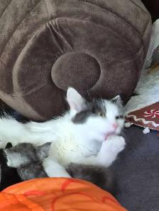 2 year old female cat available for rehoming - Photo 3