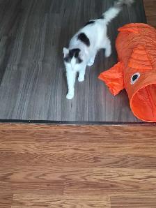 2 year old female cat available for rehoming - Photo 5