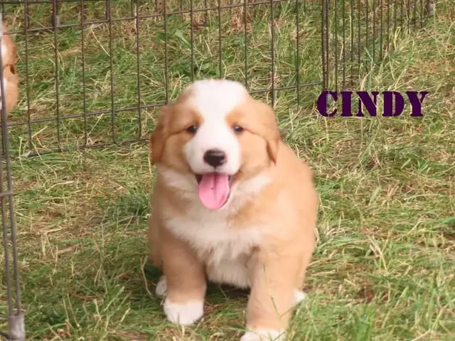 Bernese mix   puppies