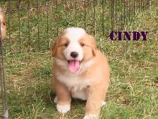 Bernese mix   puppies