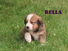 Bernese mix   puppies - Photo 2