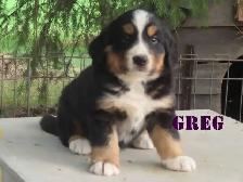 Bernese mix   puppies - Photo 3
