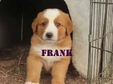 Bernese mix   puppies - Photo 4