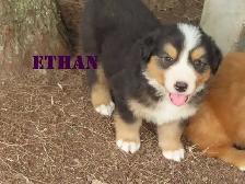 Bernese mix   puppies - Photo 5