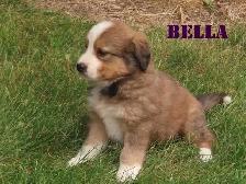 Bernese mix   puppies - Photo 6