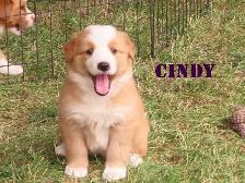 Bernese mix   puppies - Photo 7