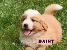 Bernese mix   puppies - Photo 8