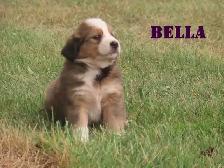 Bernese mix   puppies - Photo 9