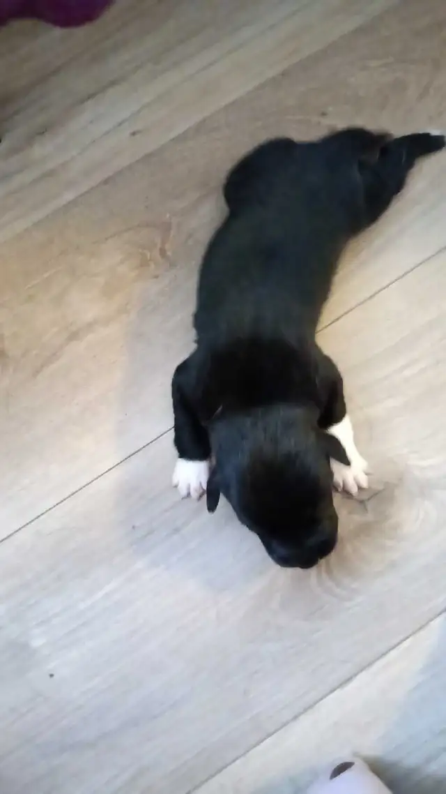 beautiful pups for sale