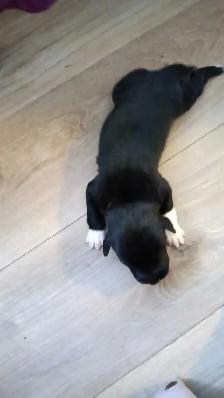 beautiful pups for sale