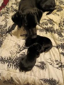 beautiful pups for sale - Photo 2