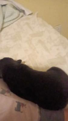 beautiful pups for sale - Photo 3