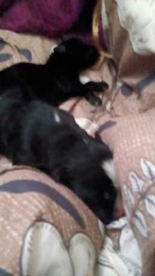 beautiful pups for sale - Photo 4